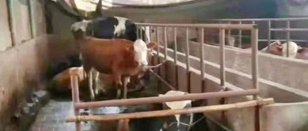 江陽(yáng)區(qū)高素質(zhì)農(nóng)民培訓(xùn)（經(jīng)營(yíng)管理型-糧油生產(chǎn)） 創(chuàng)業(yè)不易——張正會(huì)